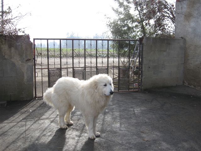 Publication : du Mas de la Valliere