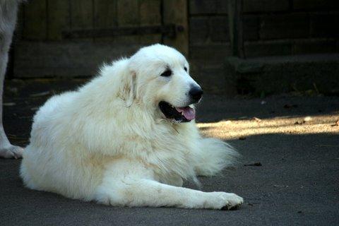 Publication : du Mas de la Valliere