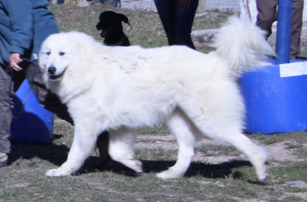 Publication : du Mas de la Valliere