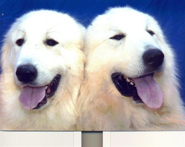 Publication : Du neouvielle