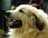 Publication : Du neouvielle