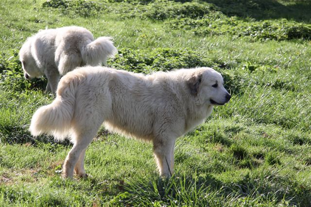 Publication : Du neouvielle