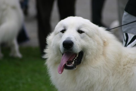 Publication : du Mas de la Valliere