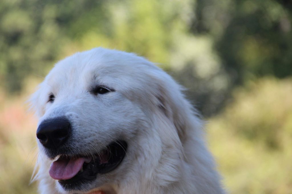 Sanous Du neouvielle - Classe Jeune -Très bon - Non classée