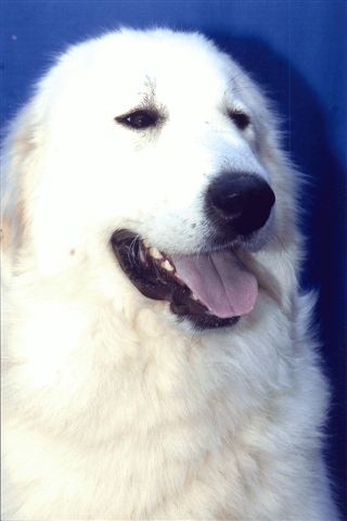 CH. Cabourude Du neouvielle - CACS CACIB 2 eme de RACE