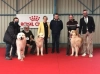 CH. Ouness Du neouvielle - 1er classe Champion CACIB Meilleur de race 