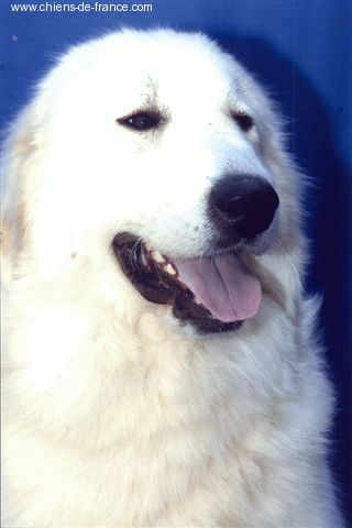 CH. Cabourude Du neouvielle - 1 er EXCELLENT CACS