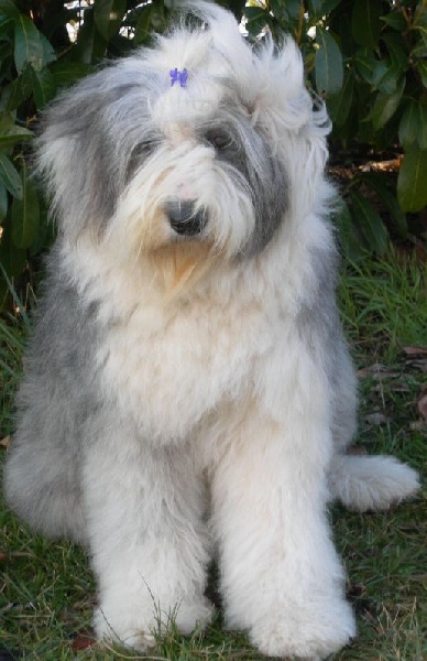 owls-dene's Upon a time