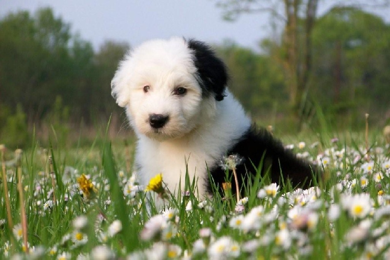 Chiot Elevage Owls Dene S Eleveur De Chiens De Berger Anglais Ancestral Bobtail