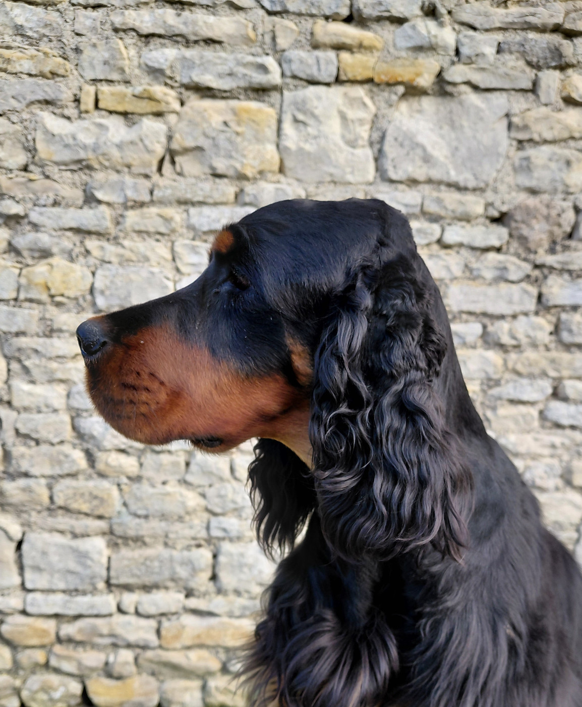 TR. CH. U'Legend  Des Plaines Du Coglais