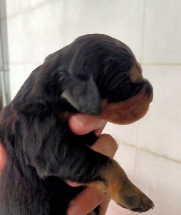 CHIOT 10 - Setter Gordon