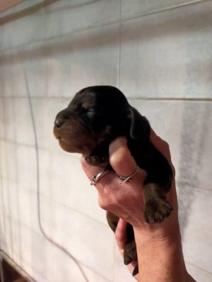 Les chiots de Setter Gordon