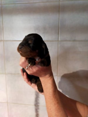 Les chiots de Setter Gordon