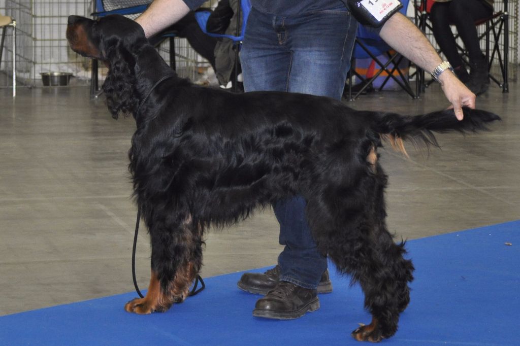 Garou Des brumes de la prée - 1 EXC CACIB CACS BOS