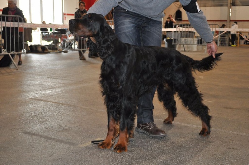 Garou Des brumes de la prée - 1 EXC RCACIB RCACS