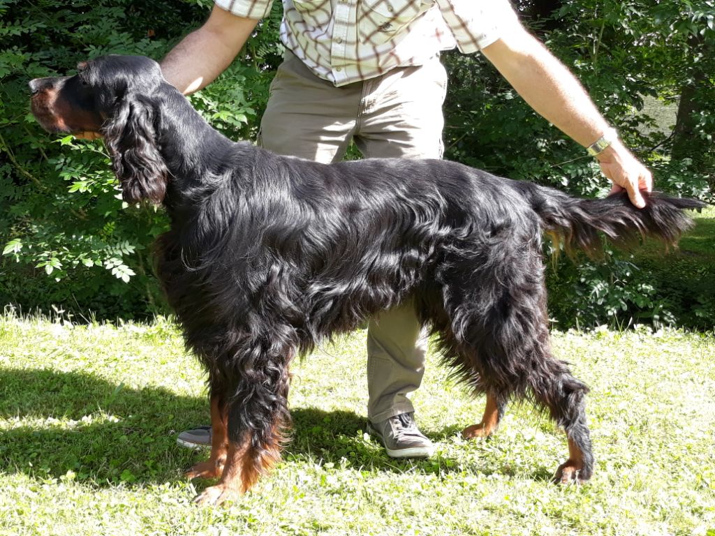 Garou Des brumes de la prée - 1 EXC CACS