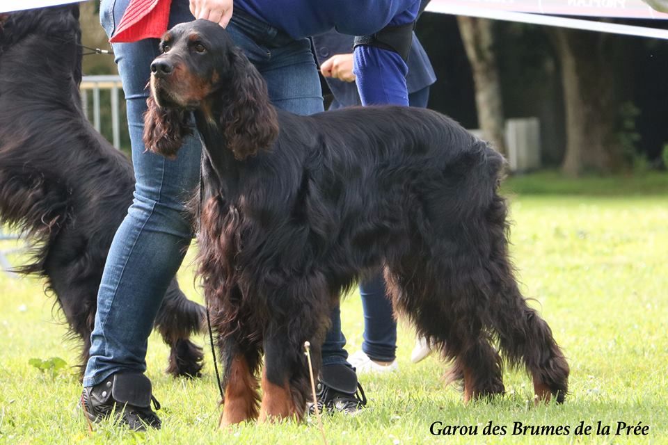 Garou Des brumes de la prée - EXC