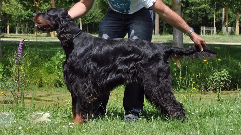 Garou Des brumes de la prée - 1 EXC CACIB CACS