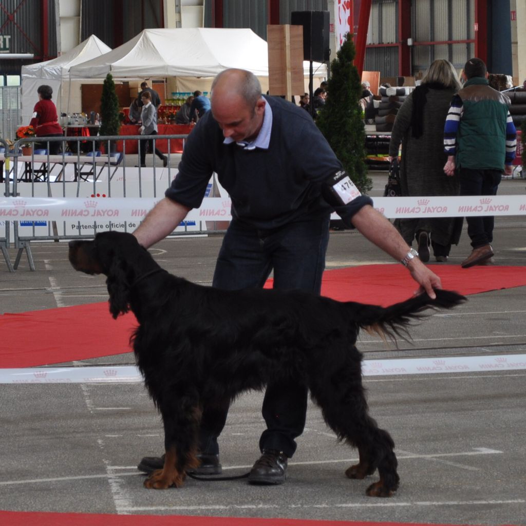 Garou Des brumes de la prée - 1 EXC CACIB CACS