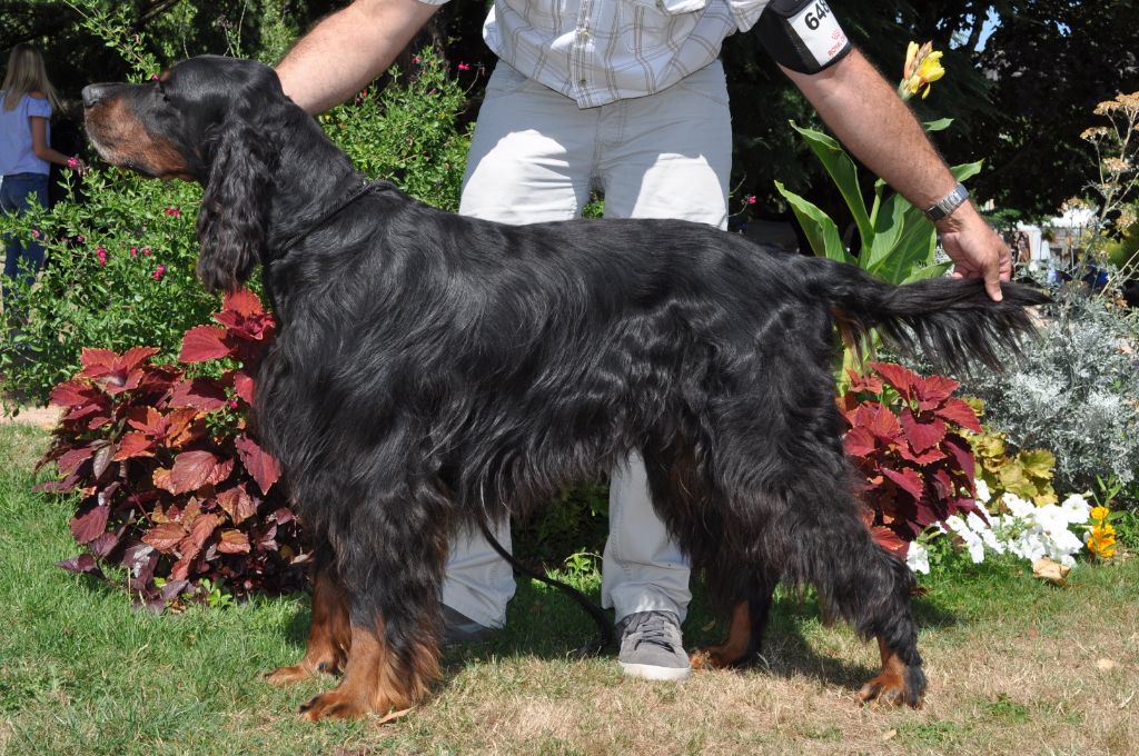 Garou Des brumes de la prée - 1 EXC CACS