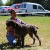 Joyau-jimmy du Mont d'Ancre - EXC-Meilleur Mâle et 2ème Meilleur chien de la Régionale d'Elevage