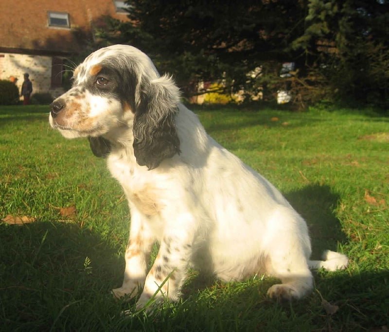 Elevage Du Mas D Eyraud Setter Anglais