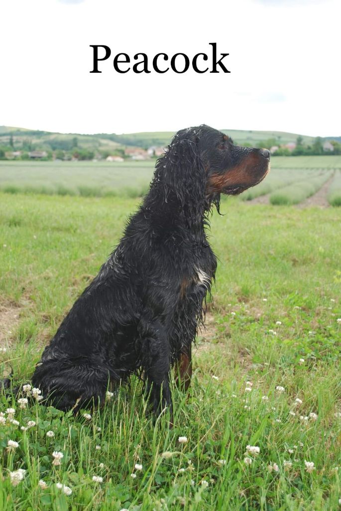 Publication : du Mas d'Eyraud Auteur : CLEMENT MERITET