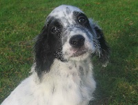 Photo Elevage Du Mas D Eyraud Eleveur De Chiens Setter Anglais