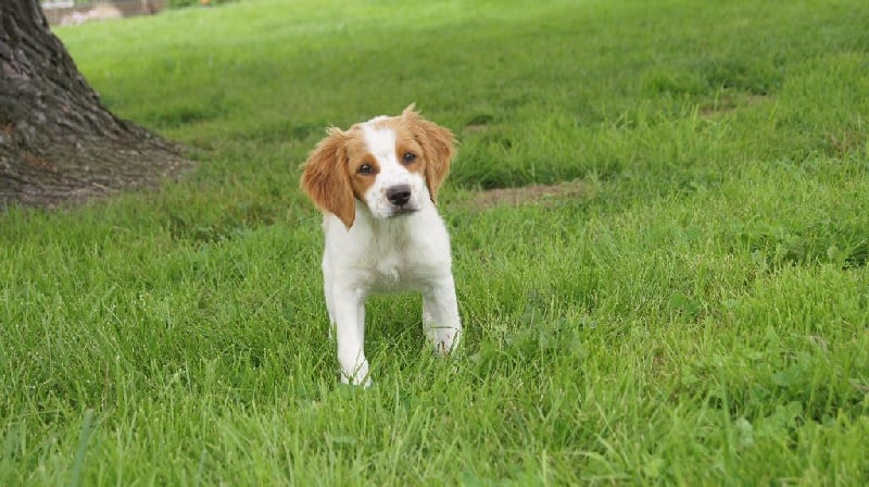 Chiot Elevage Du Mas D Eyraud Eleveur De Chiens Epagneul Breton Chiot Elevage Du Mas D Eyraud Eleveur De Chiens Epagneul Breton