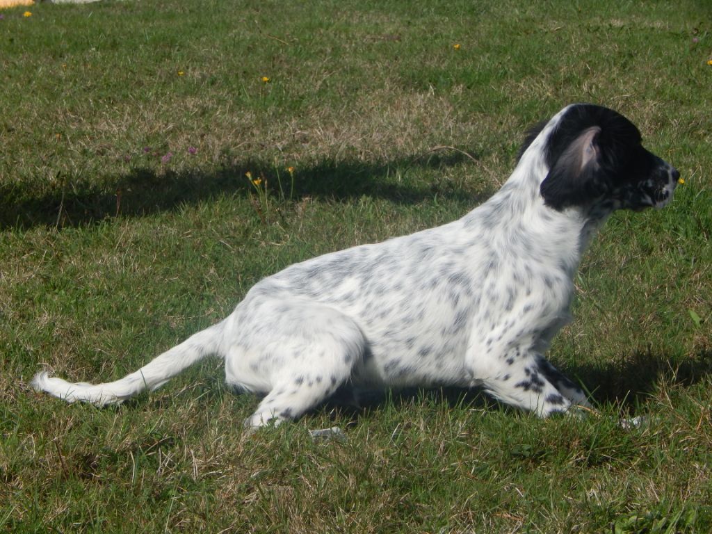 Elevage Du Mas D Eyraud Setter Anglais