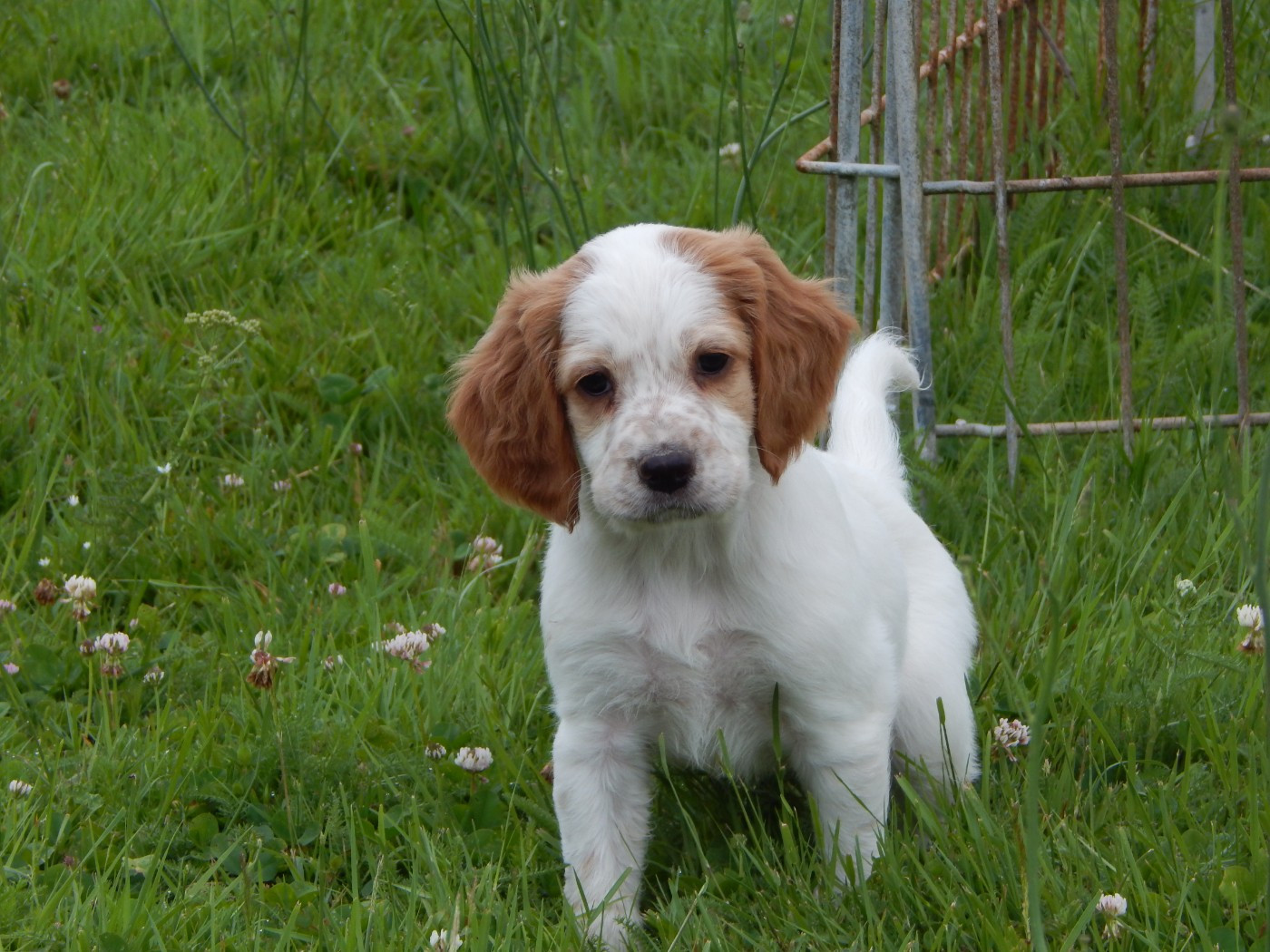CHIOT 4