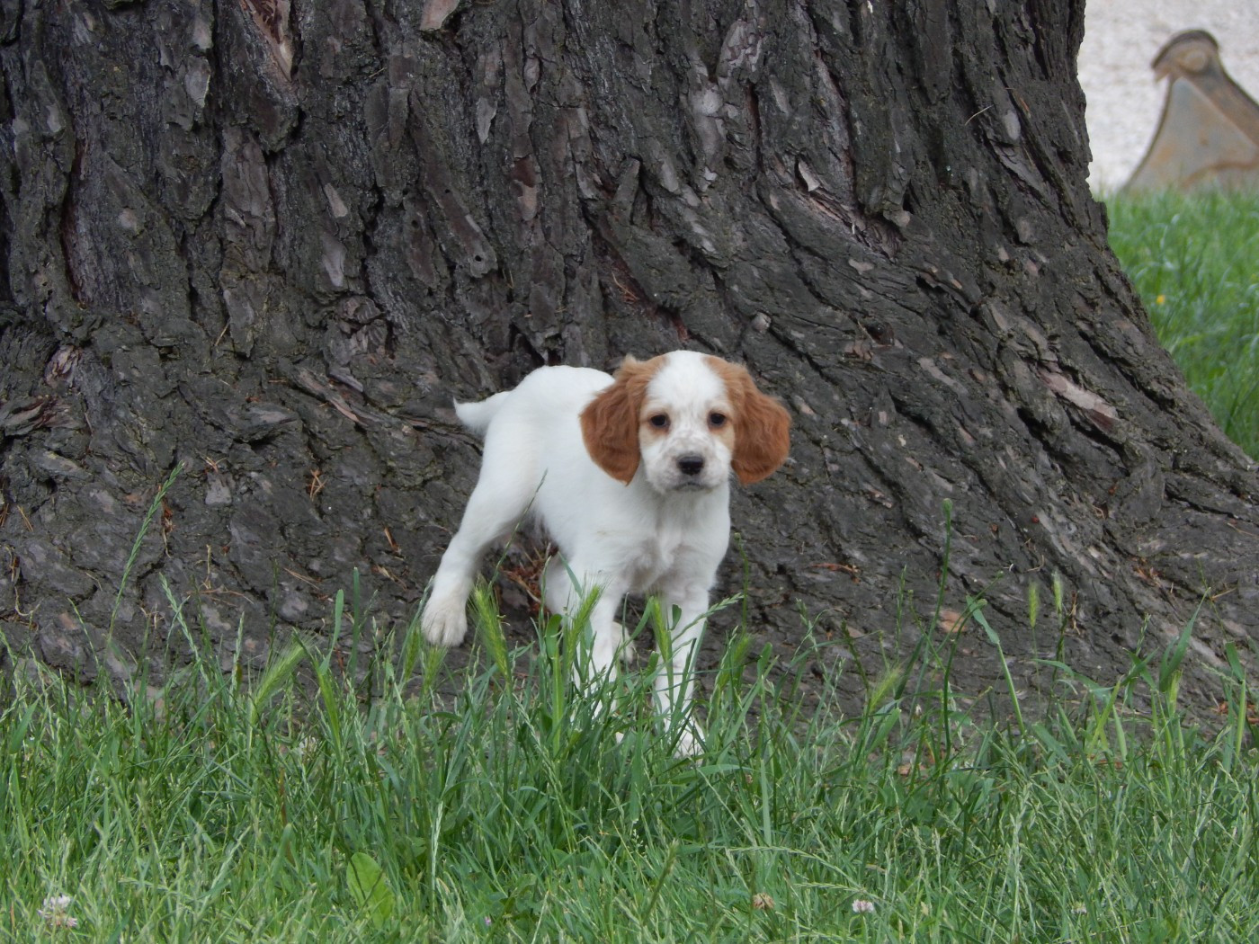 CHIOT 4