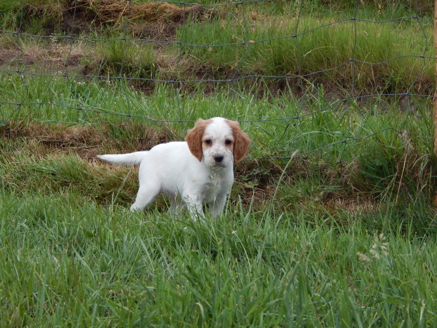 CHIOT 4