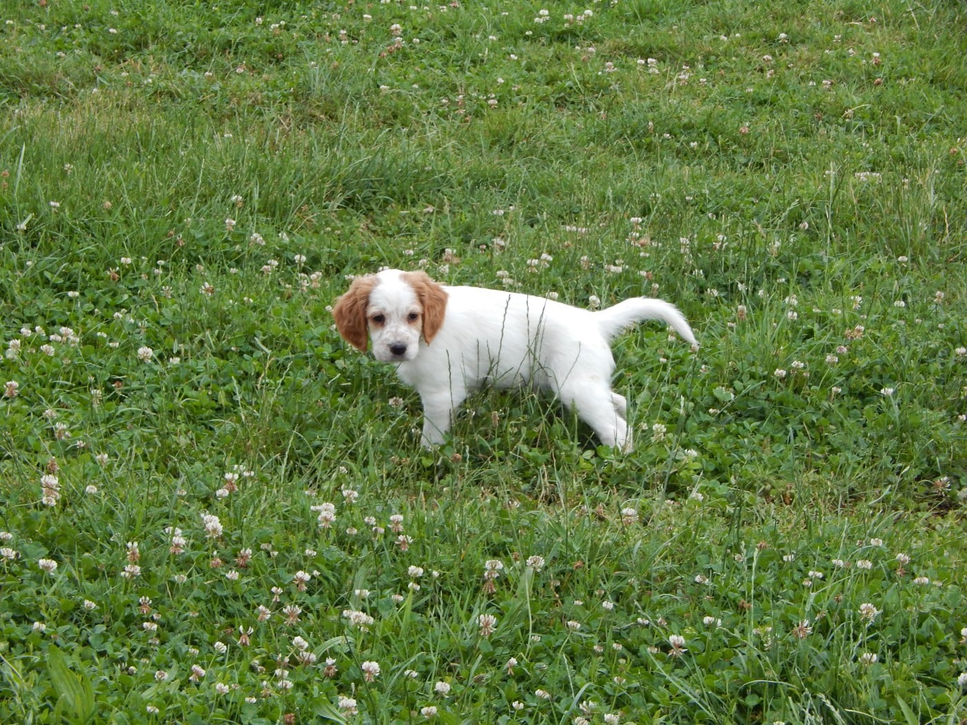 CHIOT 4