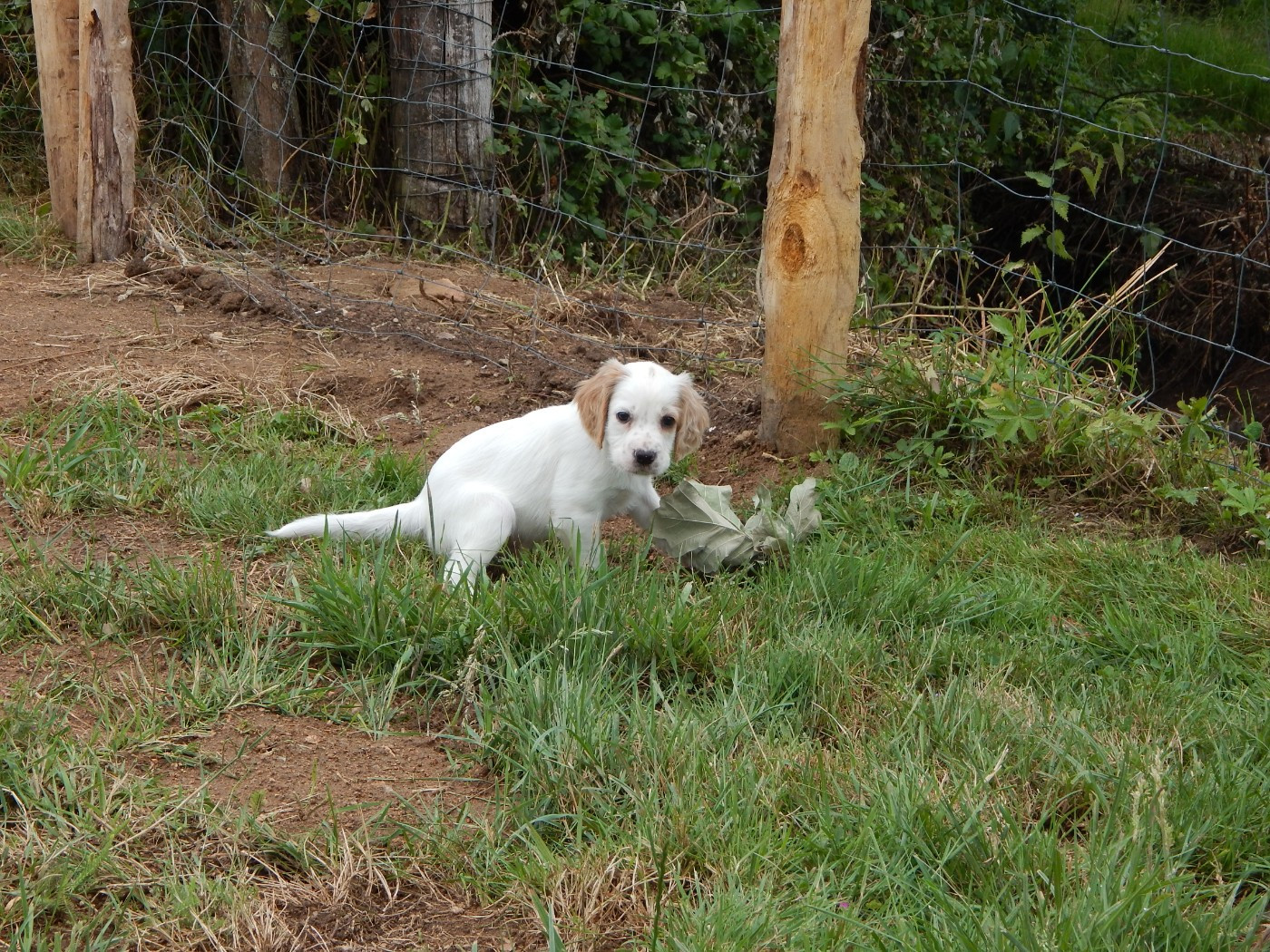 CHIOT 5