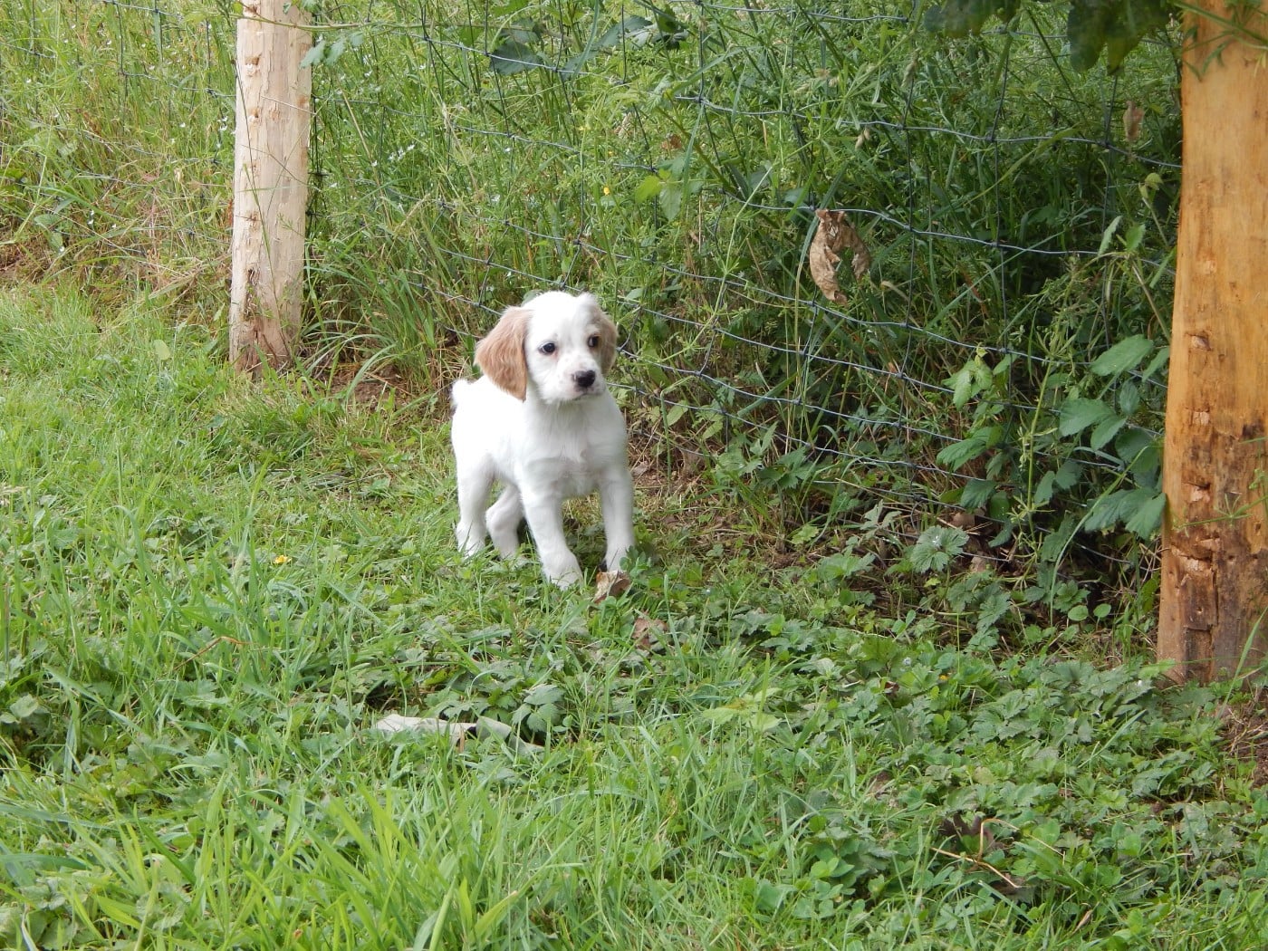 CHIOT 5