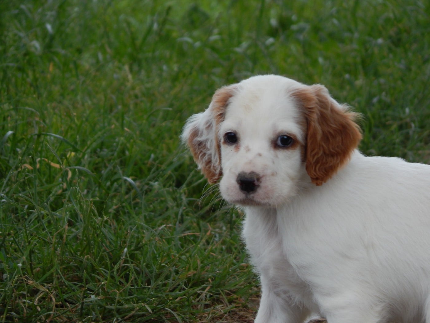CHIOT 6