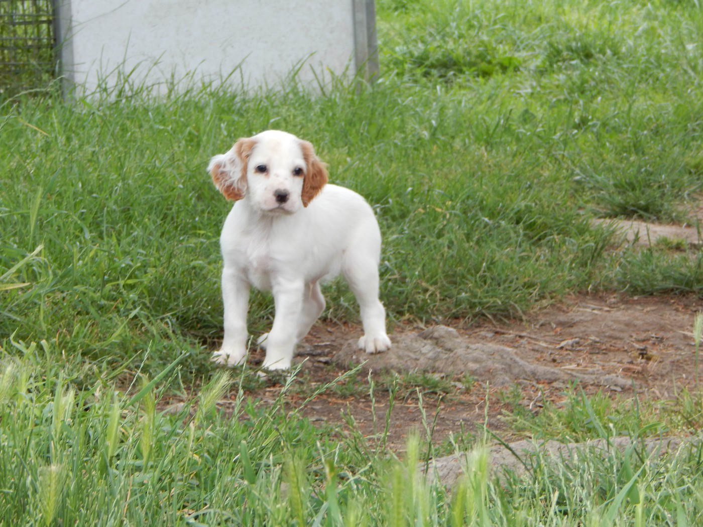 CHIOT 6