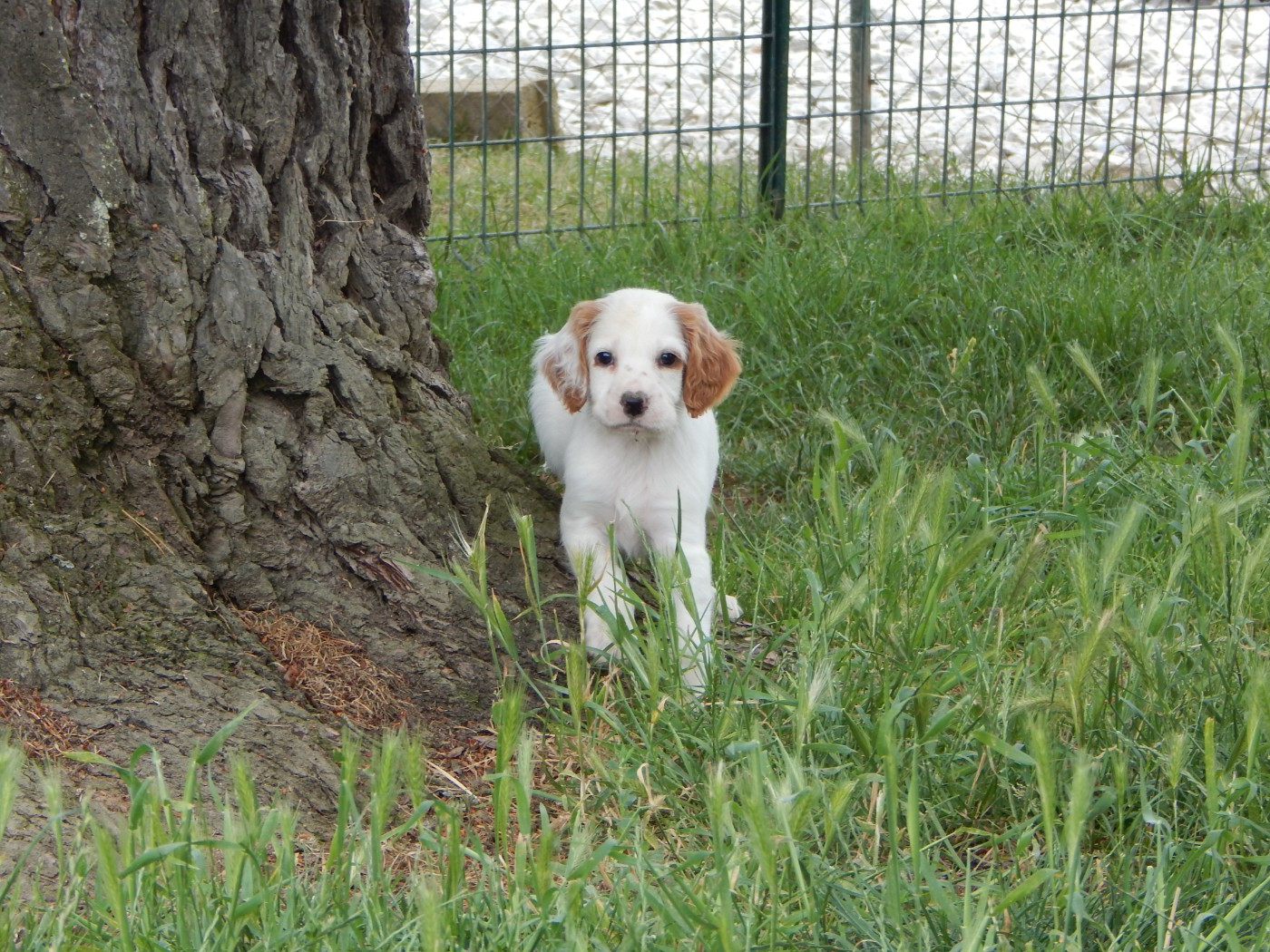 CHIOT 6
