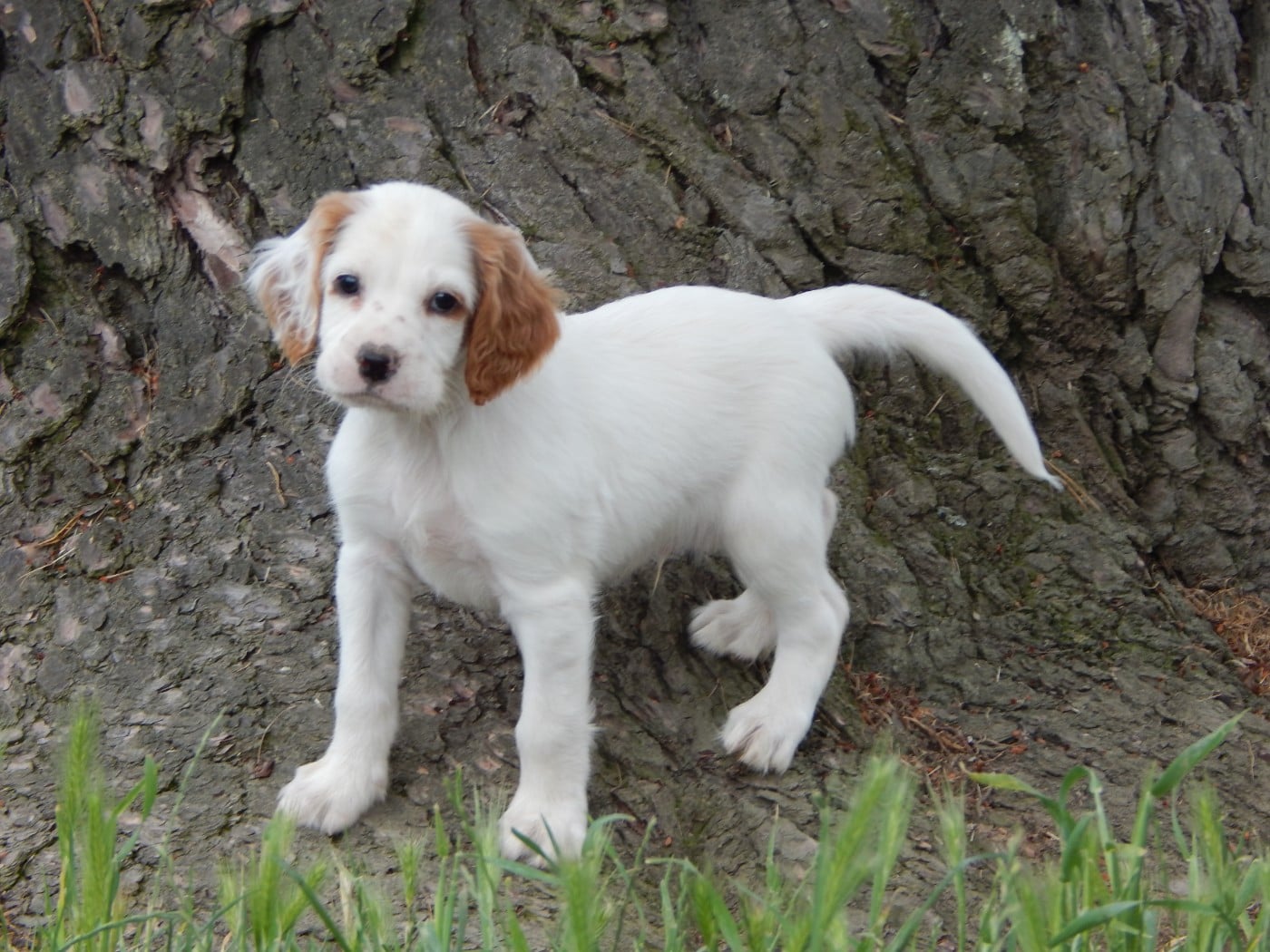 CHIOT 6