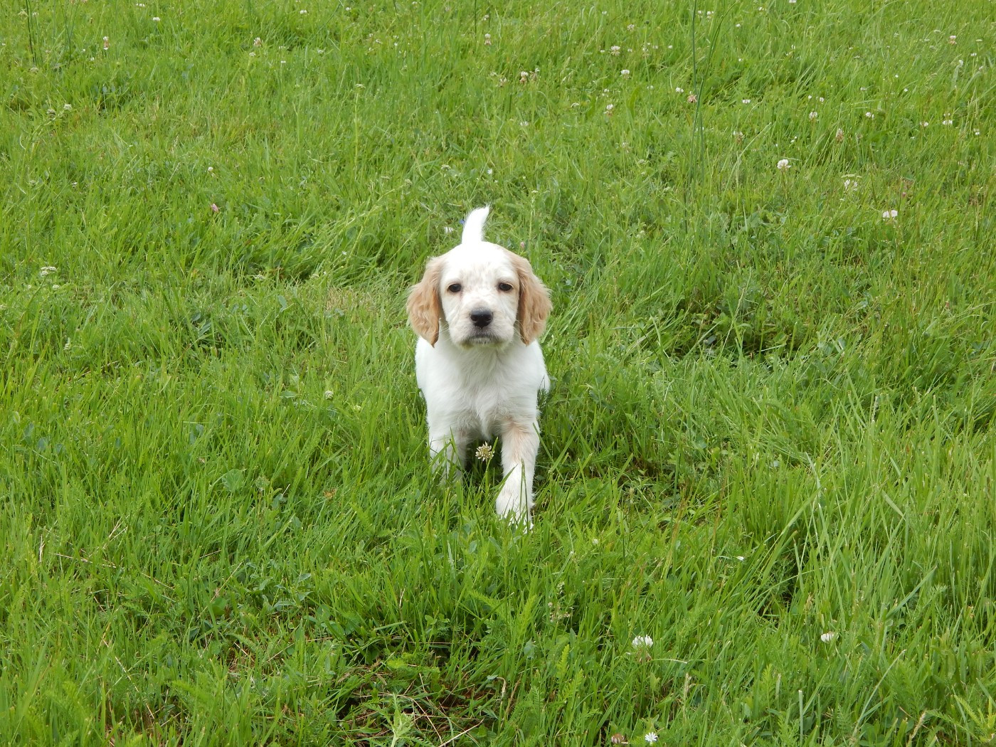 CHIOT 7