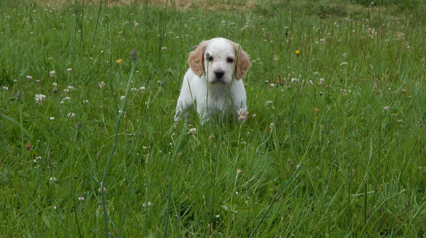 CHIOT 7