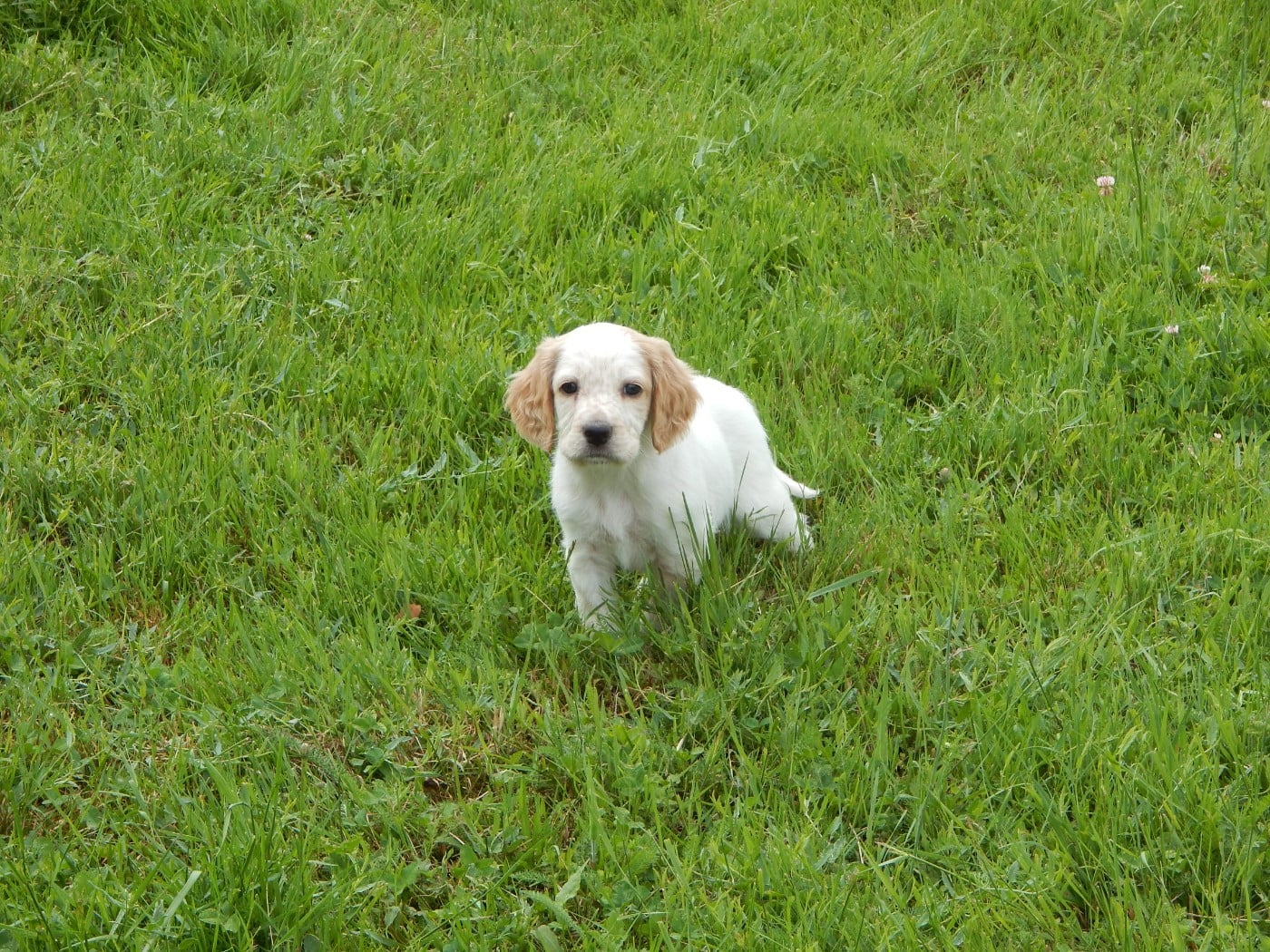 CHIOT 7