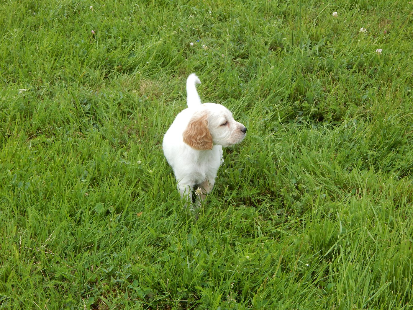 CHIOT 7
