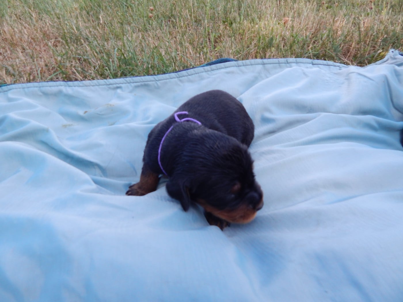 CHIOT 1 / collier violet