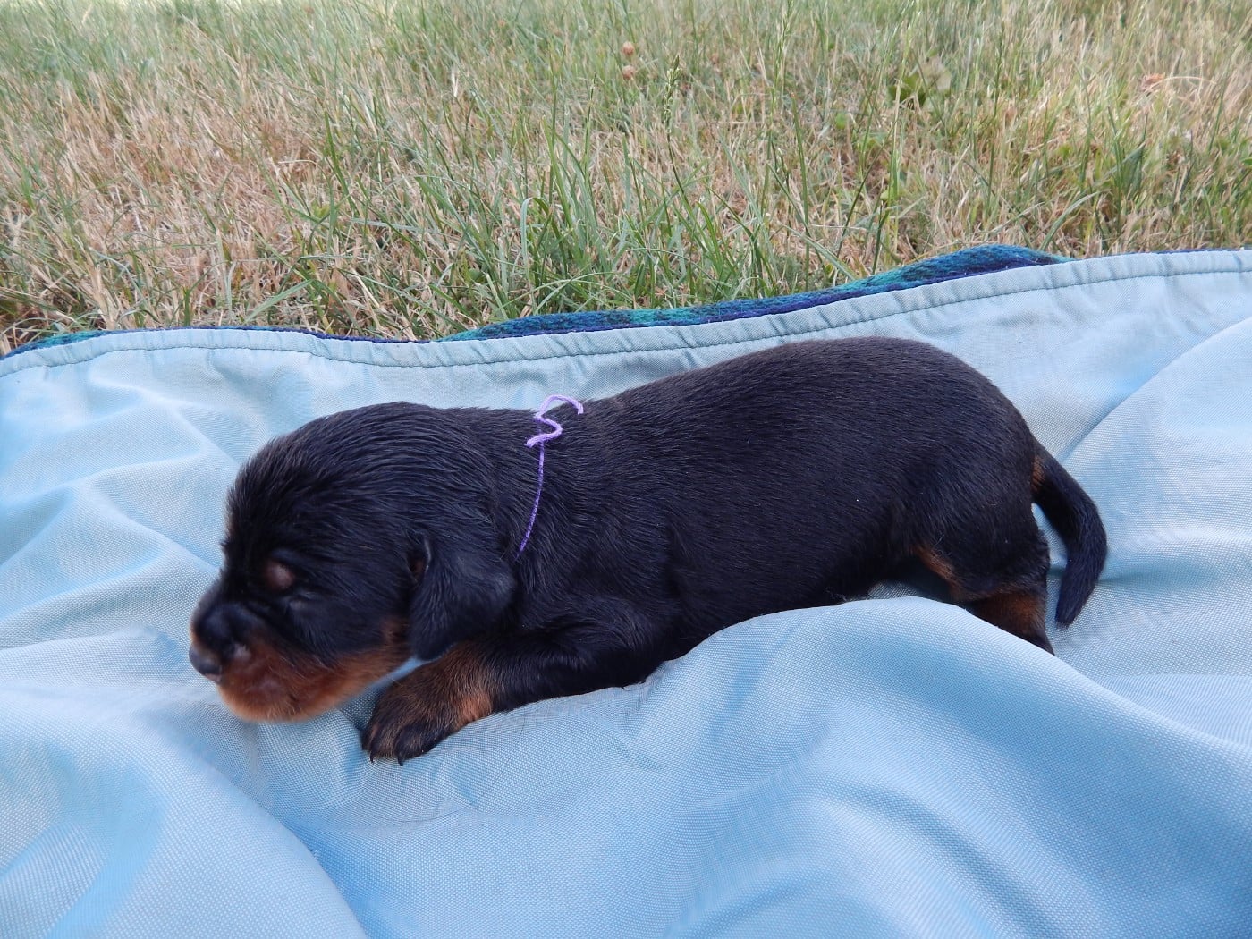 CHIOT 1 / collier violet