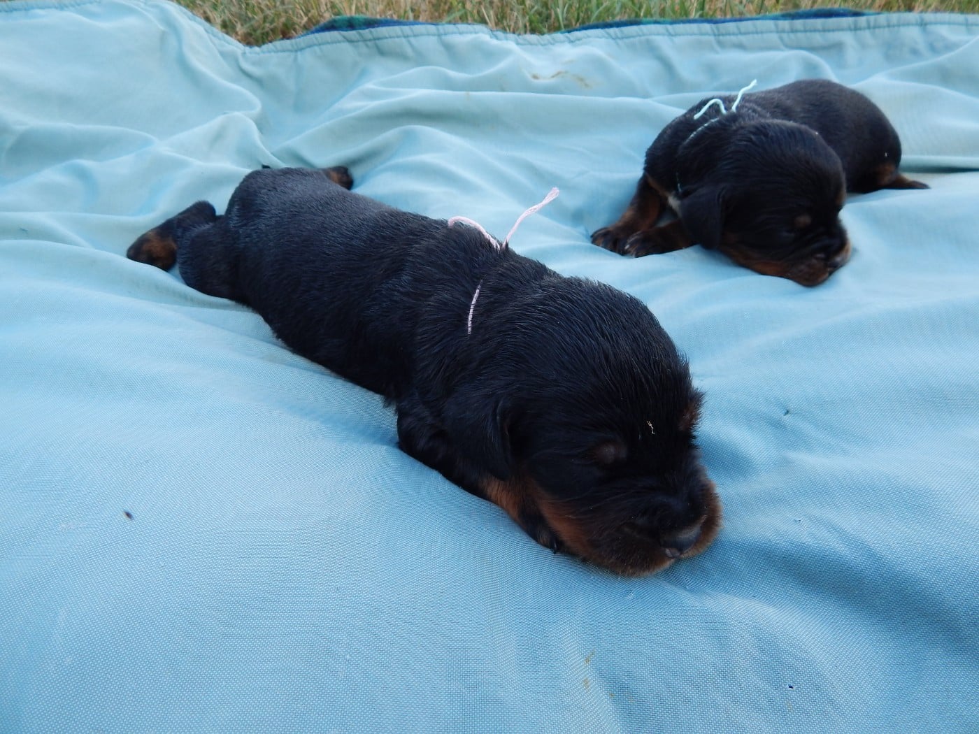 CHIOT 2 / collier rose
