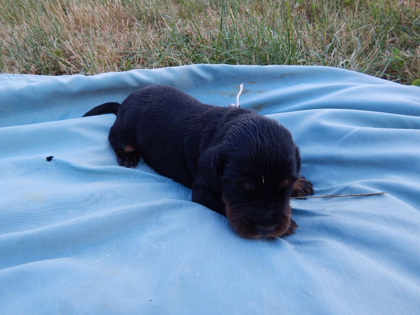 CHIOT 2 / collier rose