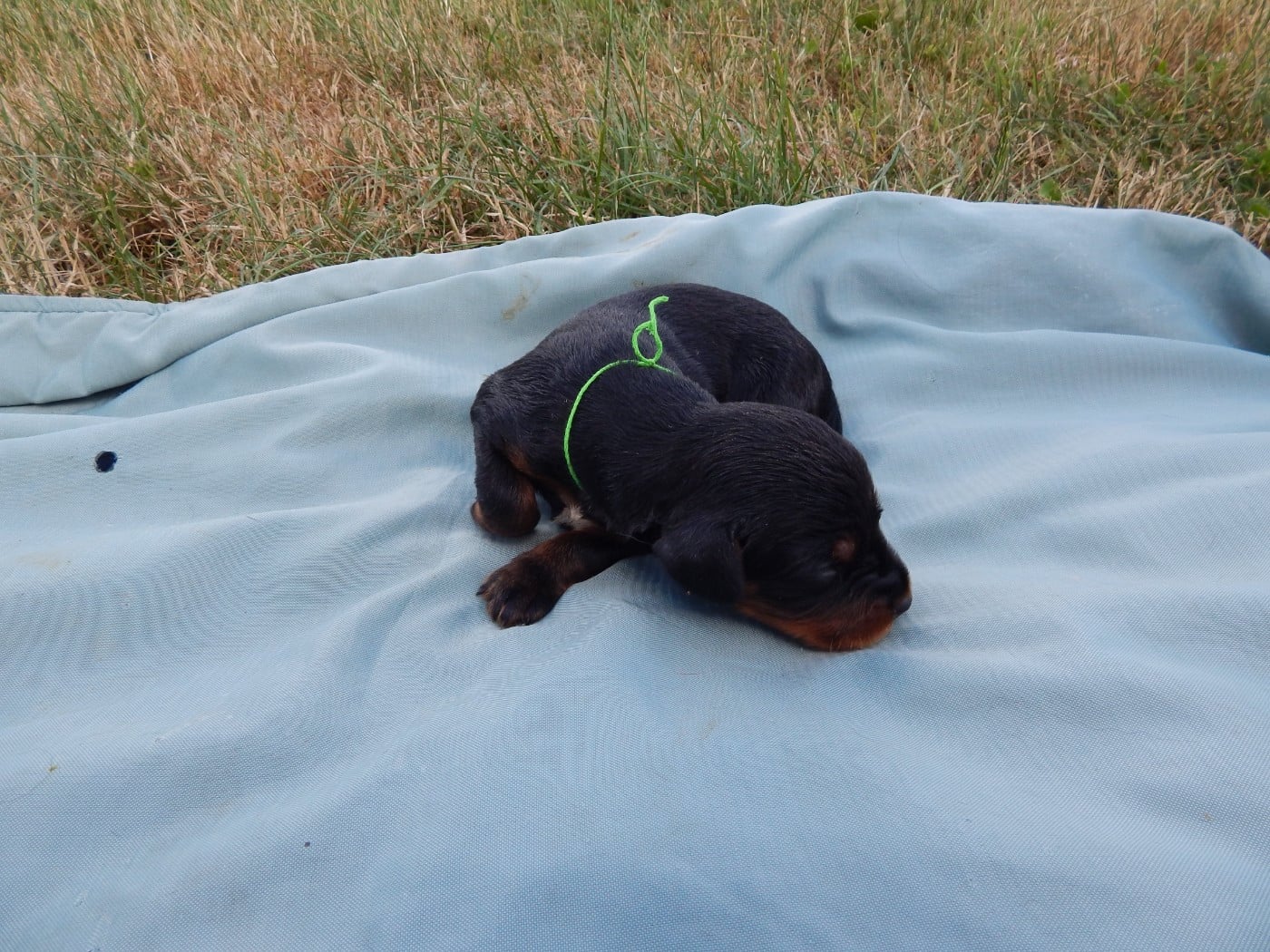 CHIOT 4 / collier Vert