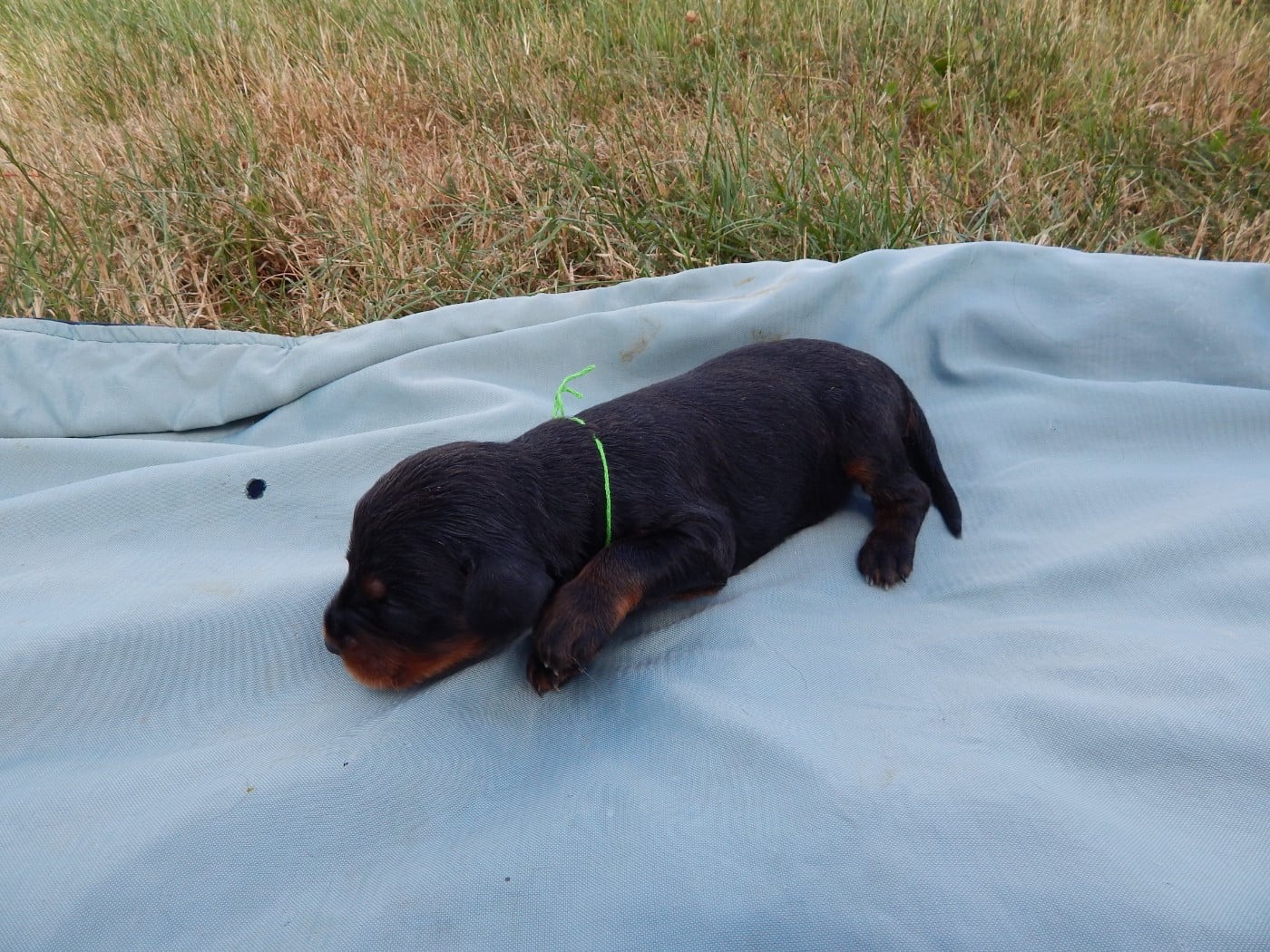 CHIOT 4 / collier Vert
